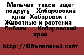 Мальчик (такса) ищет подругу - Хабаровский край, Хабаровск г. Животные и растения » Собаки   . Хабаровский край